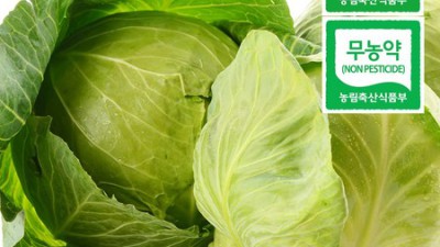 😲 놓치면 후회! 양배추 4kg 역대급 할인 후기 🥬